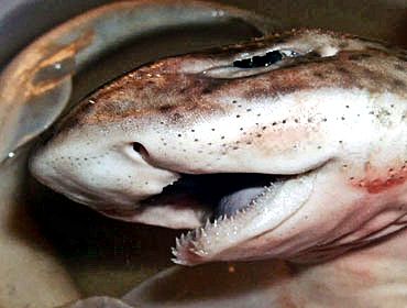 Scyliorhinus canicula_08.jpg